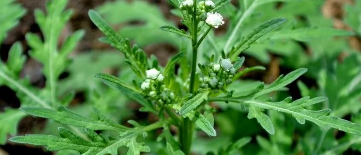 What are the toxic symptoms of parthenium hysterophorus in animals?