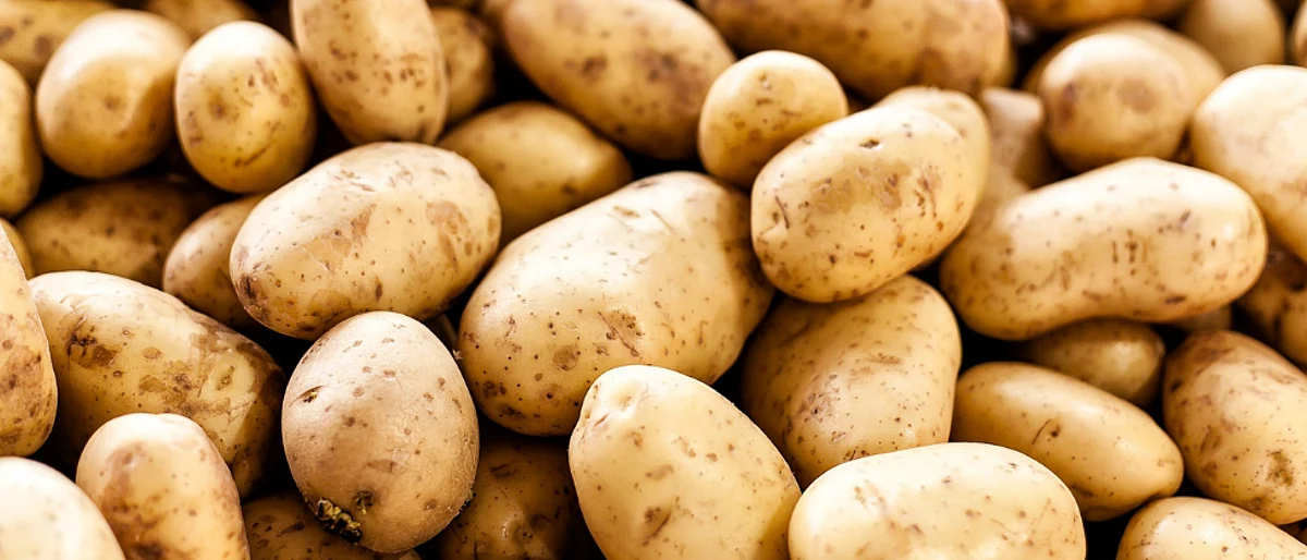 Potato Production
