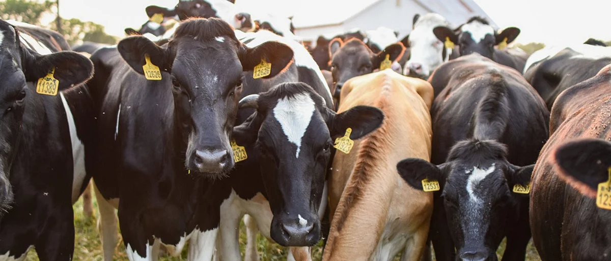 Brucellosis in animal