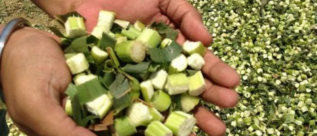How to make silage?