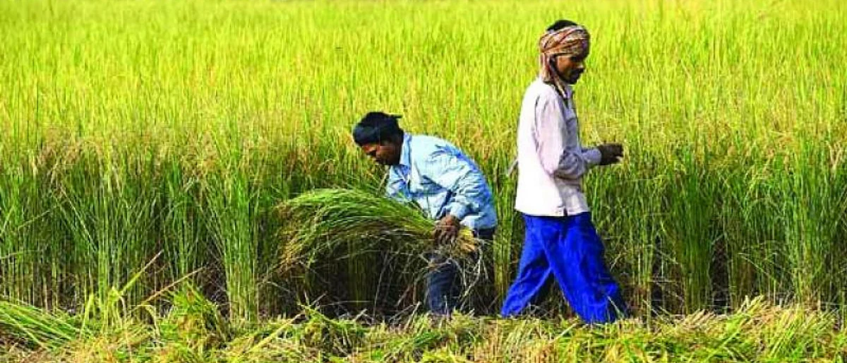 पावसामुळे रब्बी हंगामात बंपर उत्पादन होण्याचा अंदाज