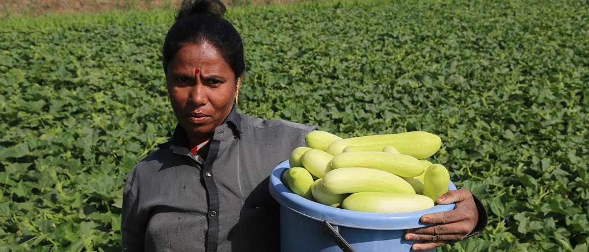उन्हाळी काकडीने उंचावले धामणखेलचे अर्थकारण