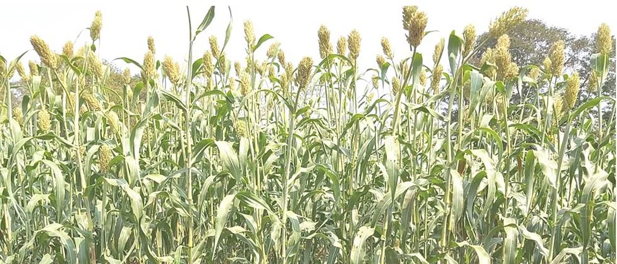 Sorghum sowing