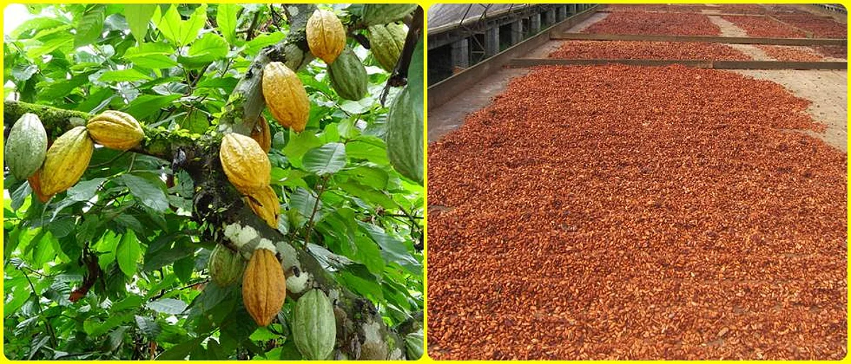 Cocoa