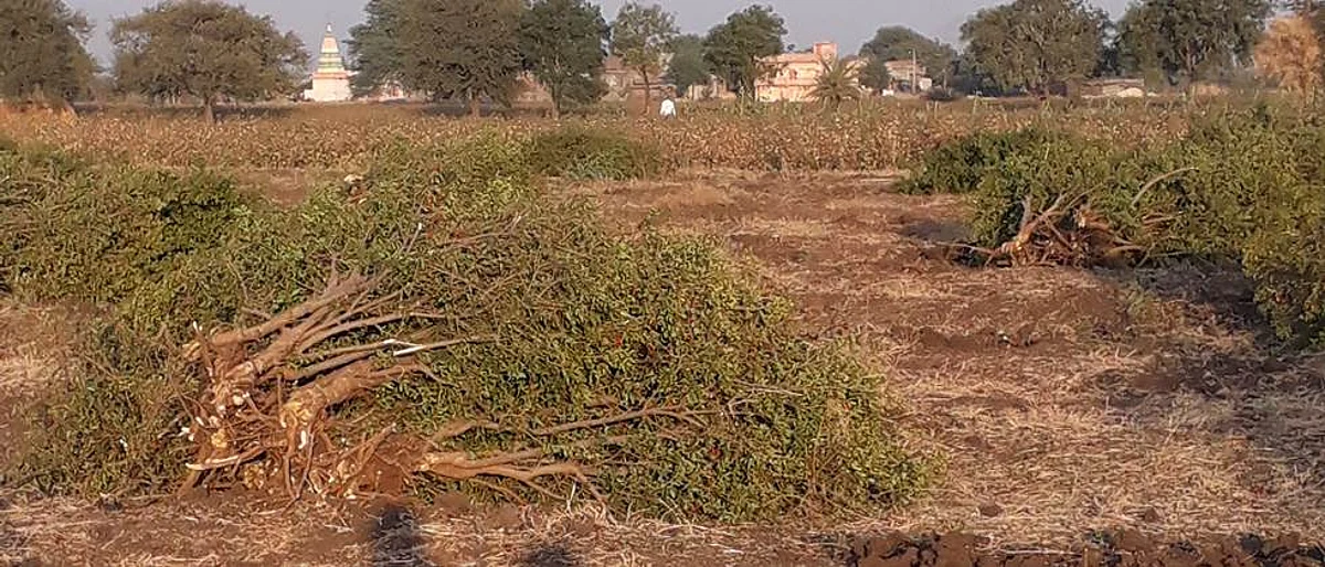 पाण्याअभावी डाळिंबाची ७०० झाडे काढली