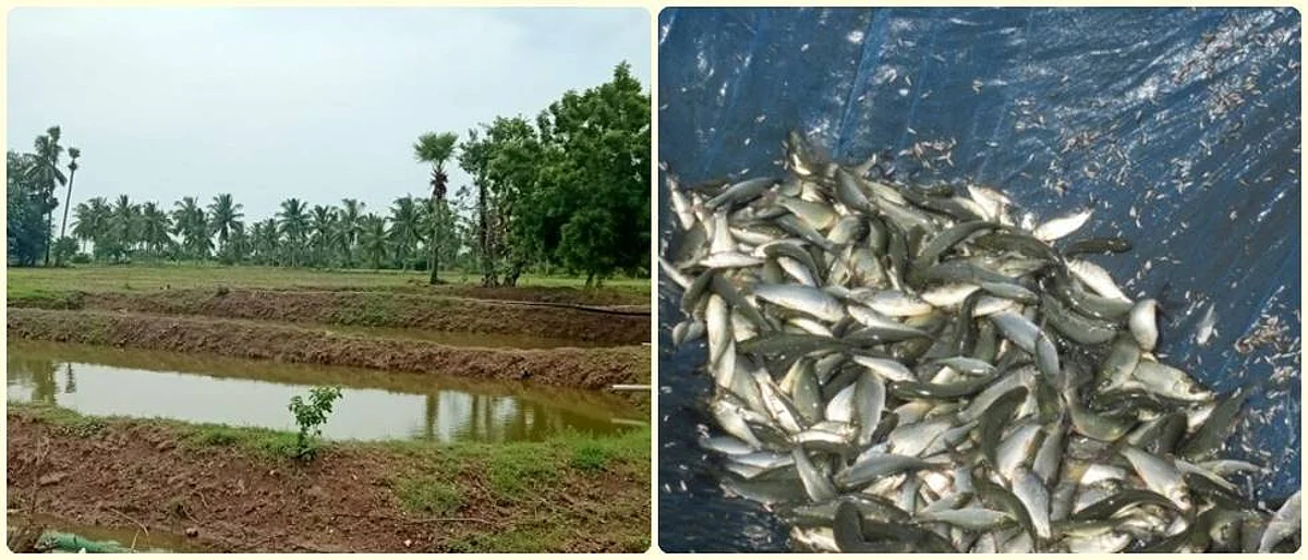 कार्प माशांच्या बीजांचे संगोपन