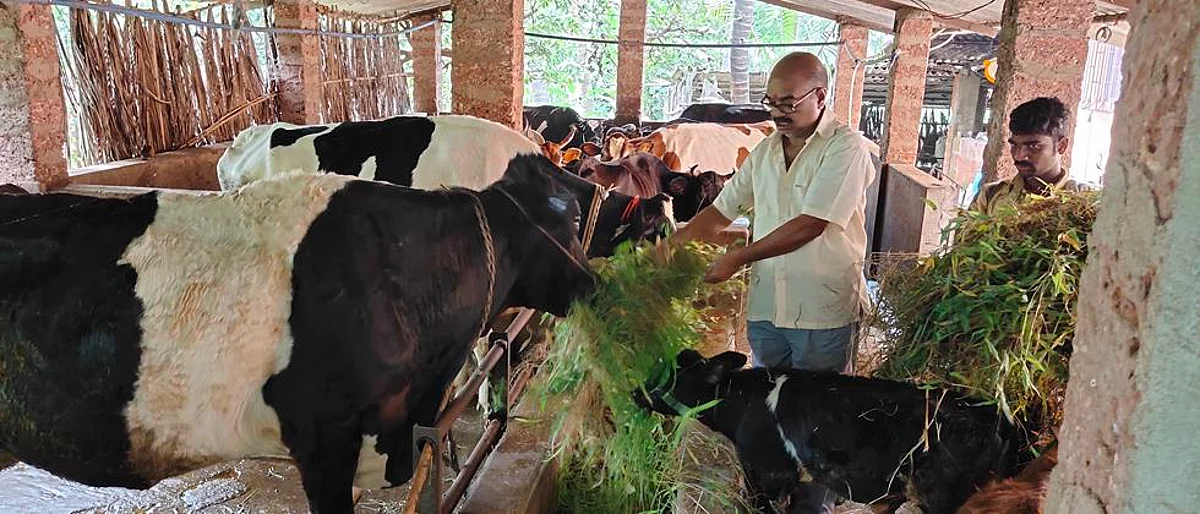 Dairy Business
