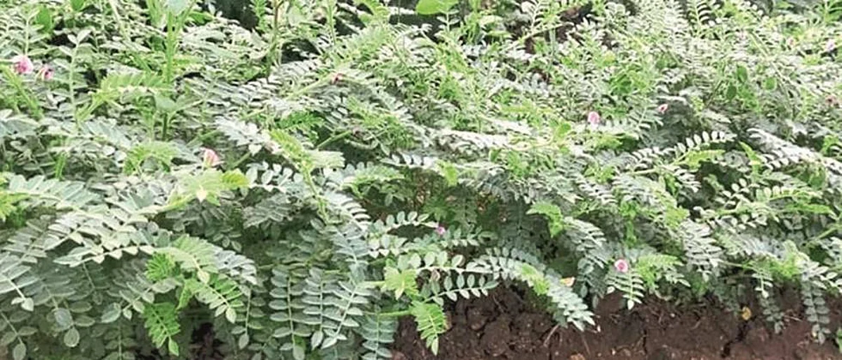नांदेड जिल्ह्यात रब्बीत विक्रमी पेरणी