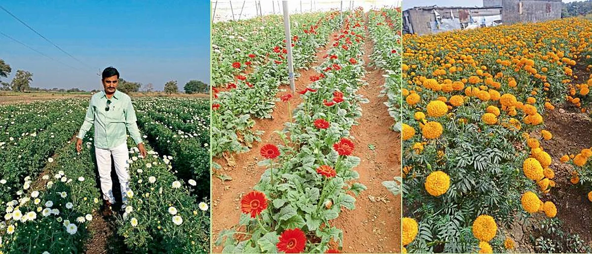 गुलाब, जरबेरा, झेंडूने फुलला जळगावचा बाजार