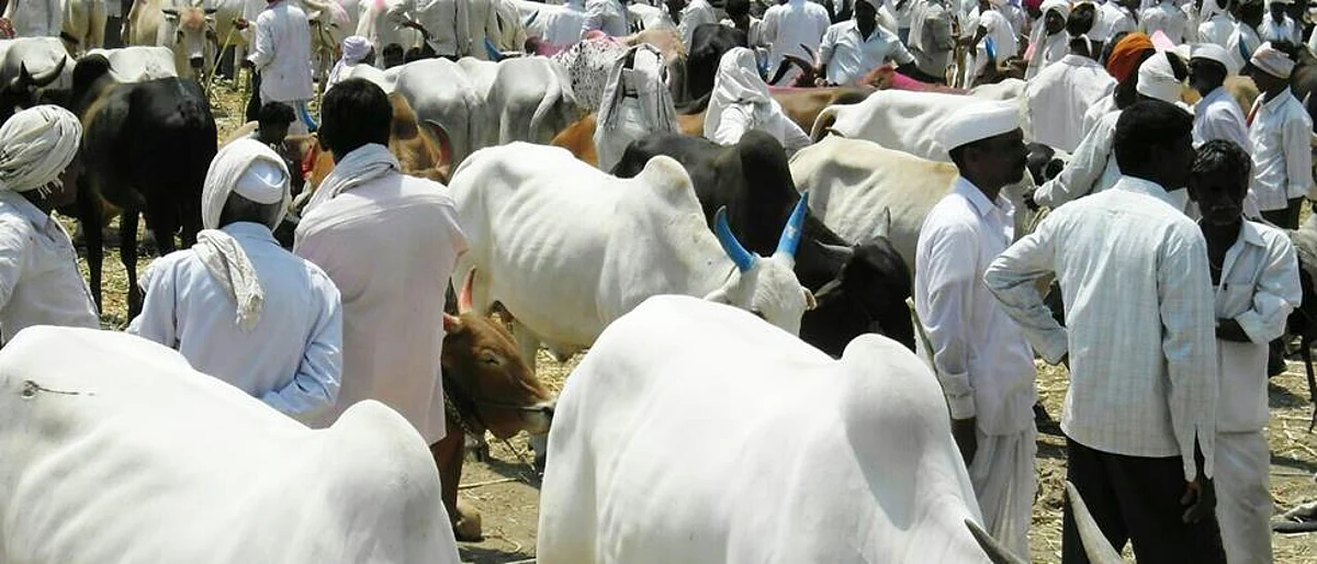 The cattle market at Akluj is closed