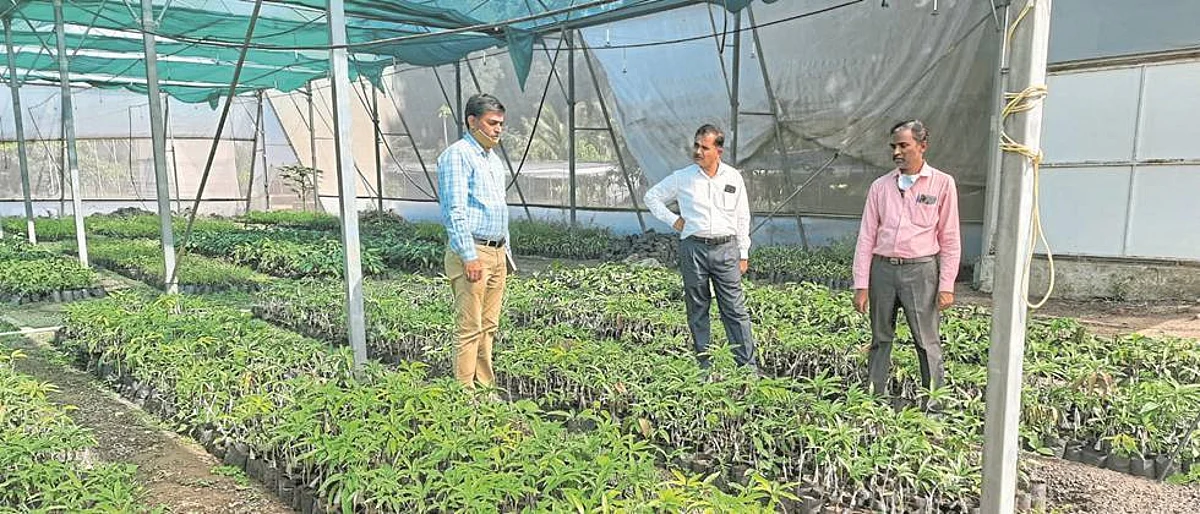 मराठवाड्यात केशर आंबा लागवडीस वाव : डॉ. पाटील