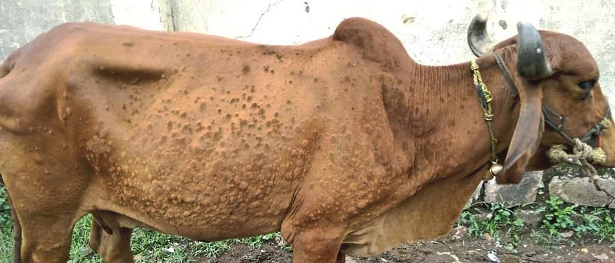 Keep the cowshed clean to control 'Lumpy Skin': Dr. Kaluse