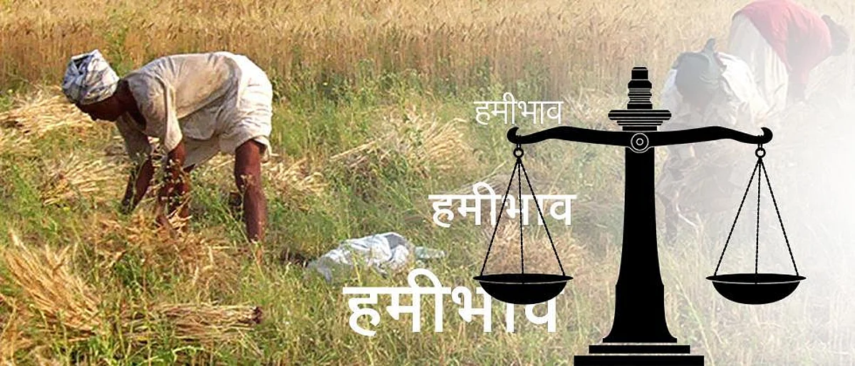 रब्बीचे हमीभाव जाहीर : गव्हात ४०; हरभरा १३०, मोहरीत ४०० रुपये वाढ