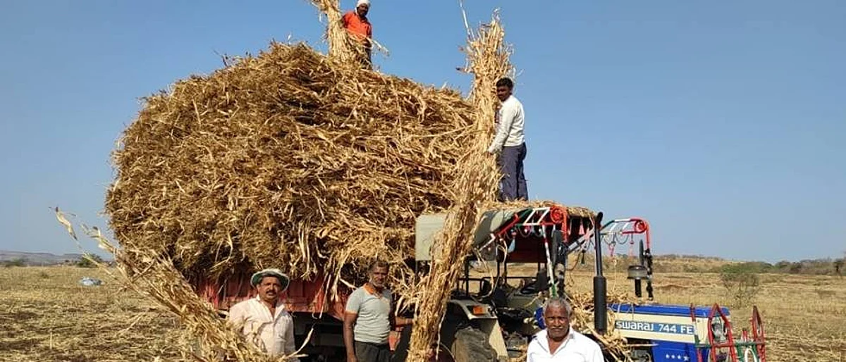 ज्वारीपेक्षा कडबा यंदा खातोय भाव