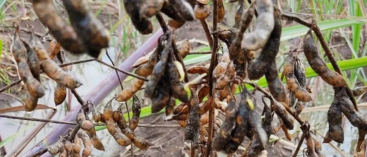 प्रातिनिधिक छायाचित्र
