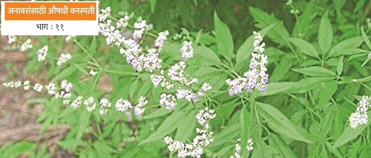 The branch of Nirgundi