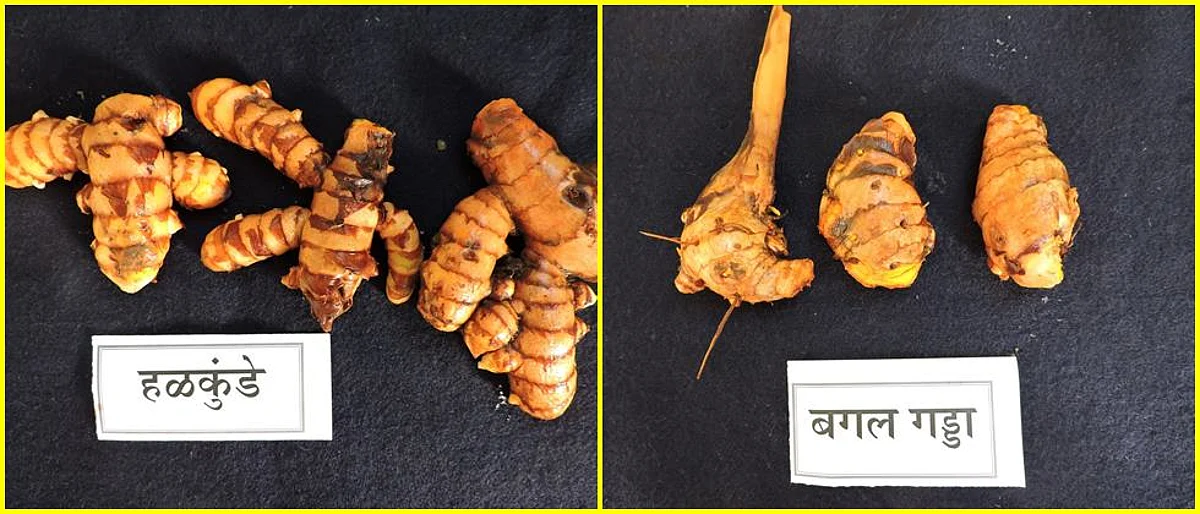 शास्त्रोक्त पद्धतीने हळद बियाण्याची साठवणूक