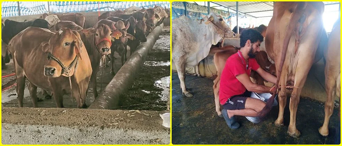 साहिवाल पालनात तरुणाने दाखवली जिद्द