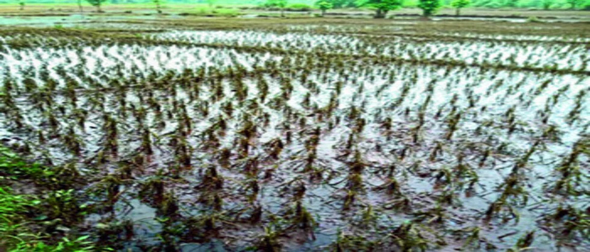 There will be a panchnama on paddy loss