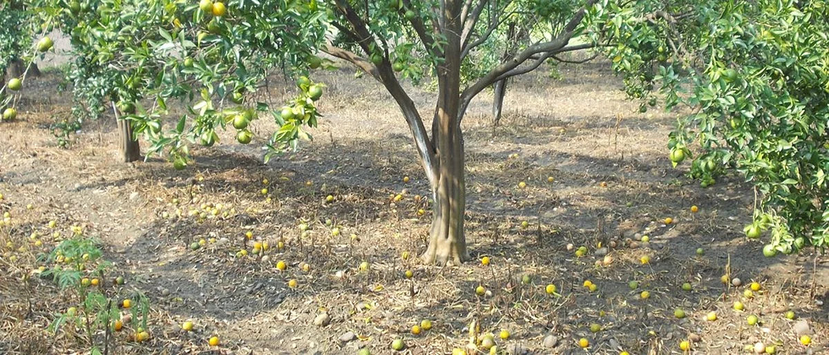 Sweet Orange Fruit Fall