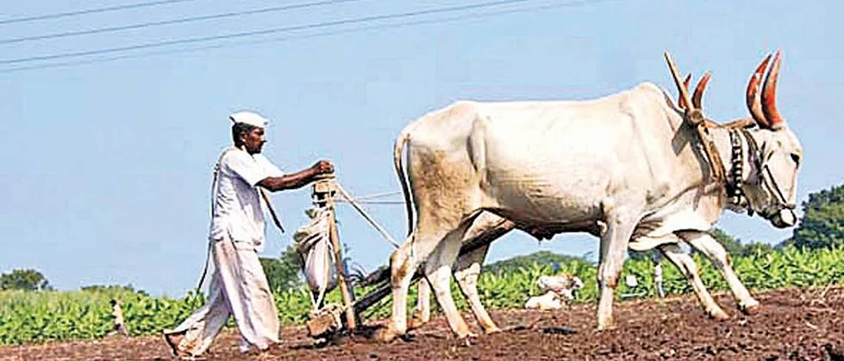 sowing