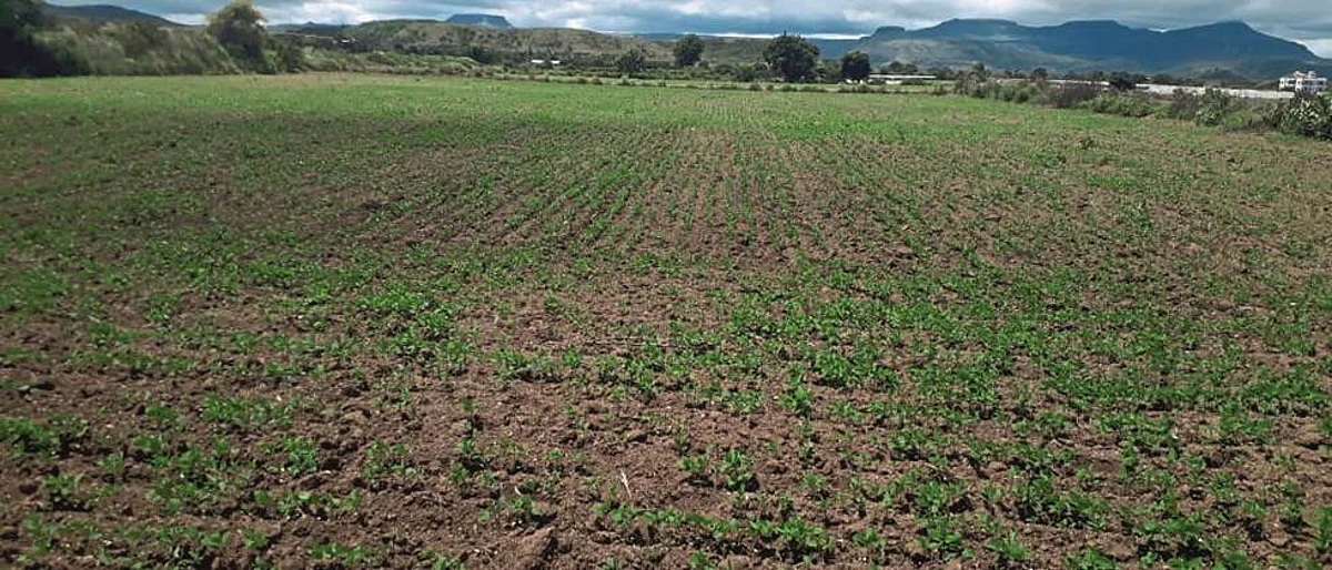 Sowing at 48 percent in Nashik district