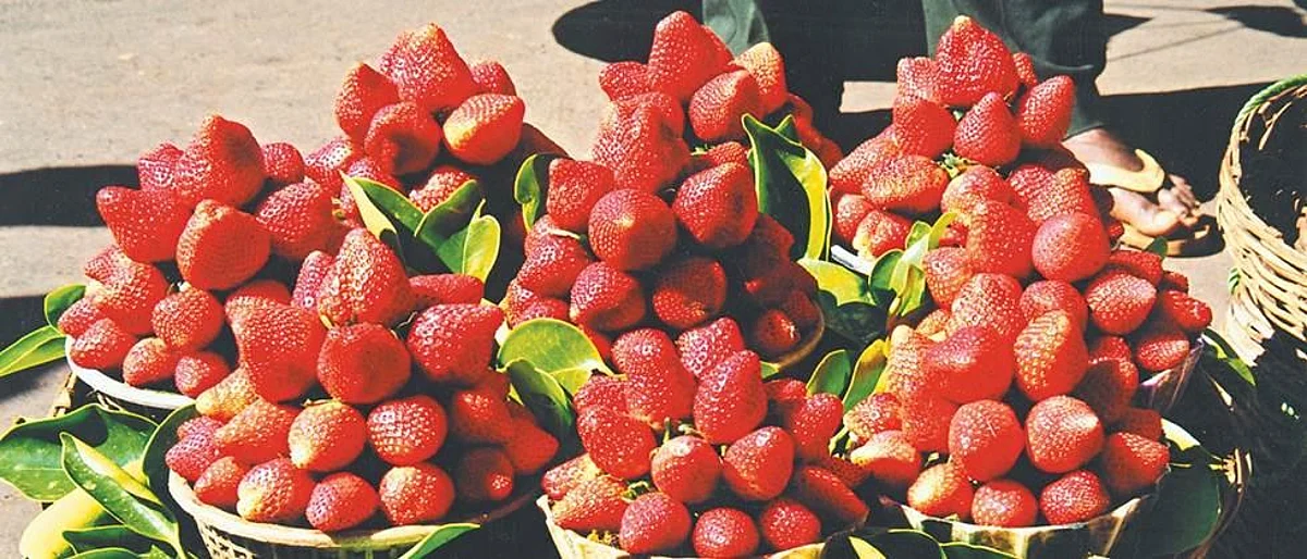 Strawberries