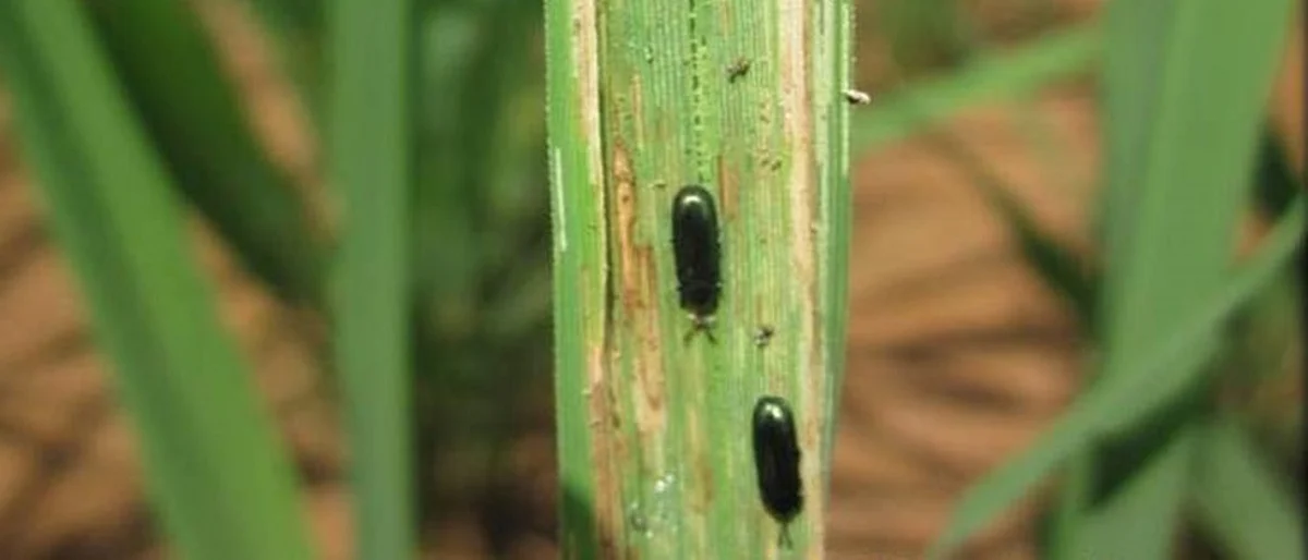 pests and diseases on rice crop