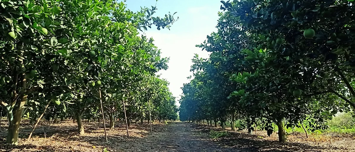 Crop Advisory