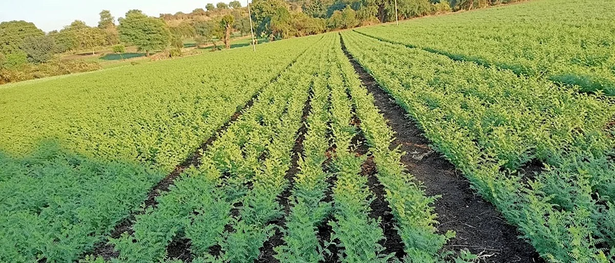 Fertilizer Management