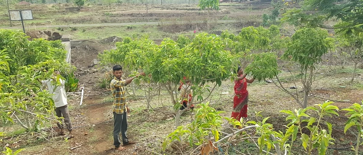 सोनचाफ्याची तोडणी सुरू असताना