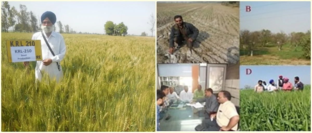 नव्या गहू जातीने पेलला क्षार, पाणथळ जमिनीचा ताण!