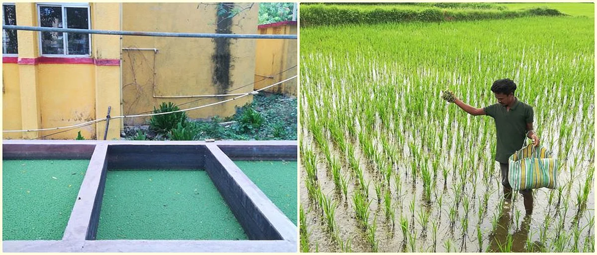 नत्र स्थिरीकरणासाठी भात शेतीत ॲझोला वापर