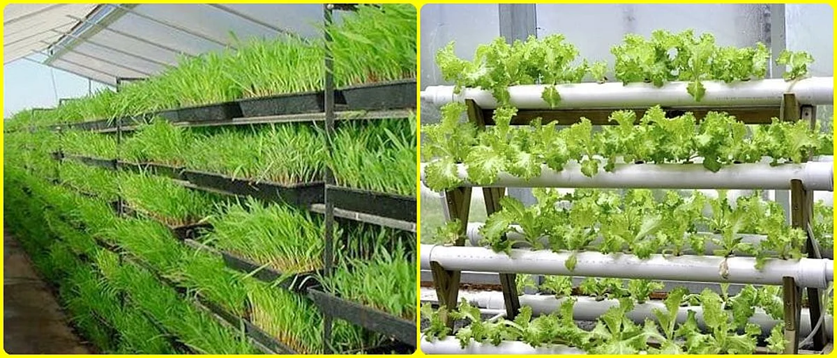 Hydroponic Farming
