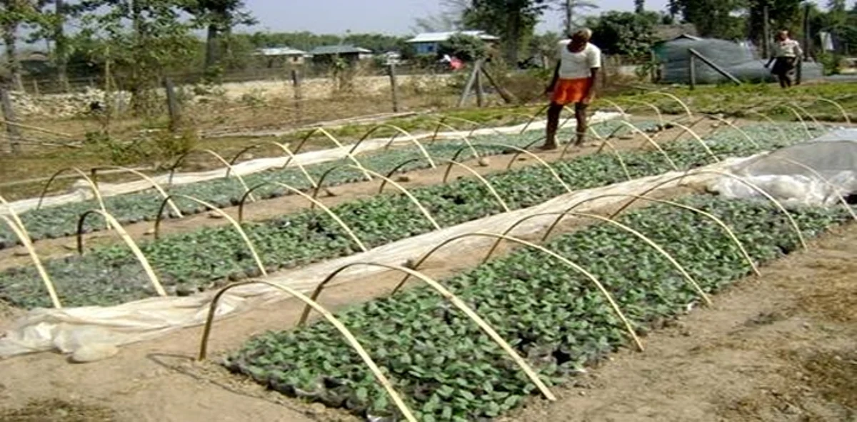 Vegetable Grafting