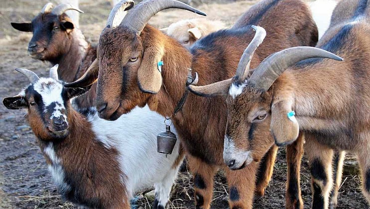 Goat Artificial Insemination । शेळी कृत्रिम रेतन