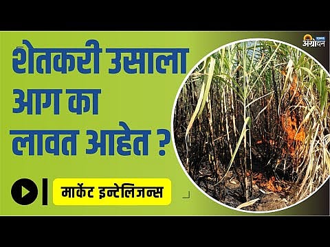  Sugarcane Crushing Sugarcane Fire Agrowon