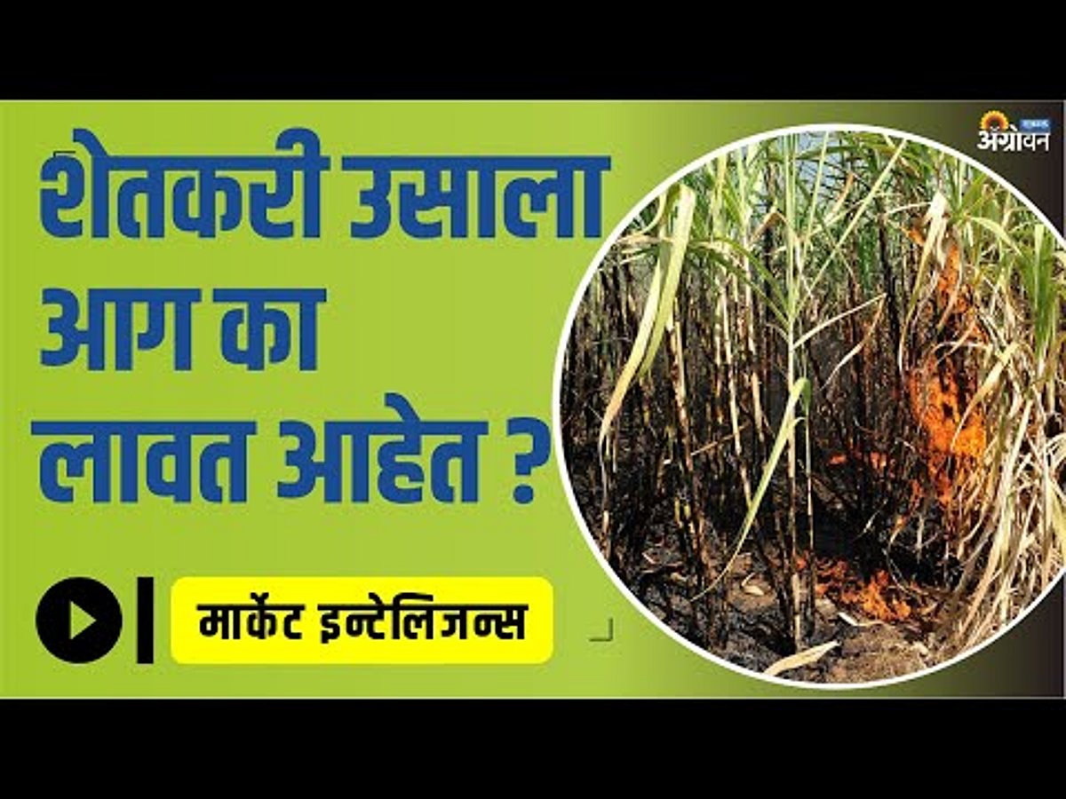 Sugarcane Crushing Sugarcane Fire Agrowon