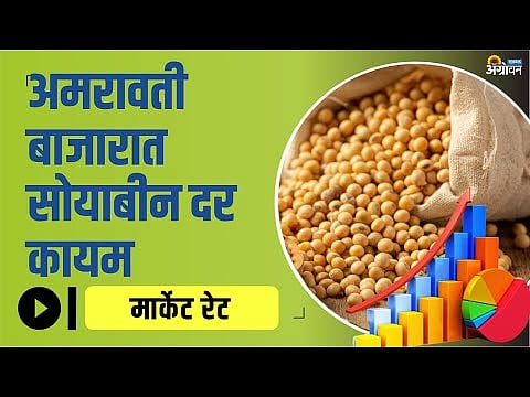 विदर्भातील Soybean Market Rate किती होते? Soyabean Rate Today ॲग्रोवन