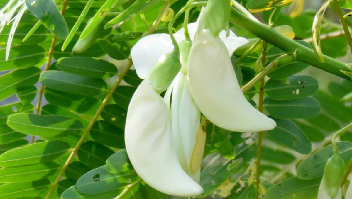 हादग्याची लागवड कशी करावी | Hadga Information