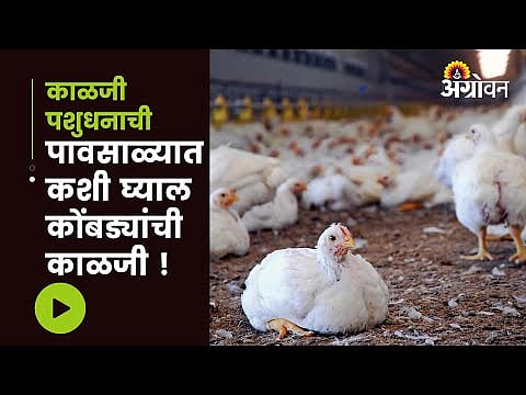 कोंबड्यांचे पावसाळ्यातील व्यवस्थापन Rainy Season Management In