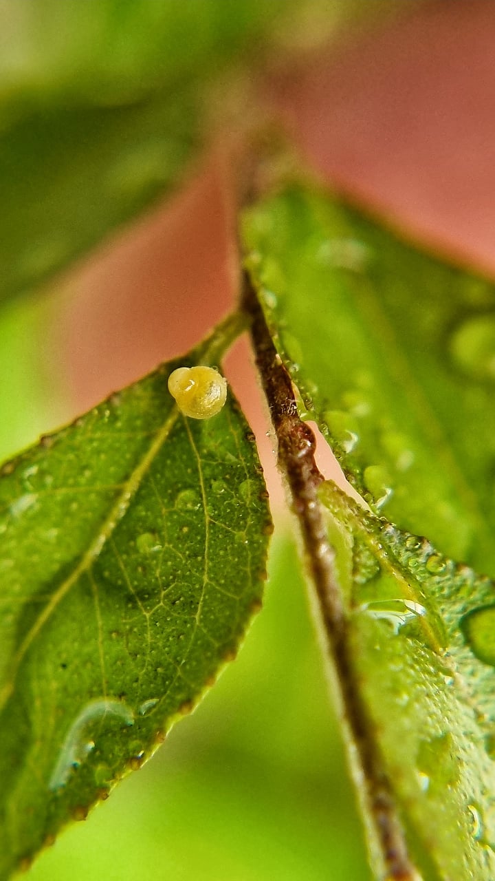 Butterfly Eggs तुम्ही फुलपाखरांची अंडी पाहिलीत का