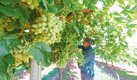 Grape Harvesting सांगली जिल्ह्यातील द्राक्ष हंगाम अंतिम टप्प्यातThe