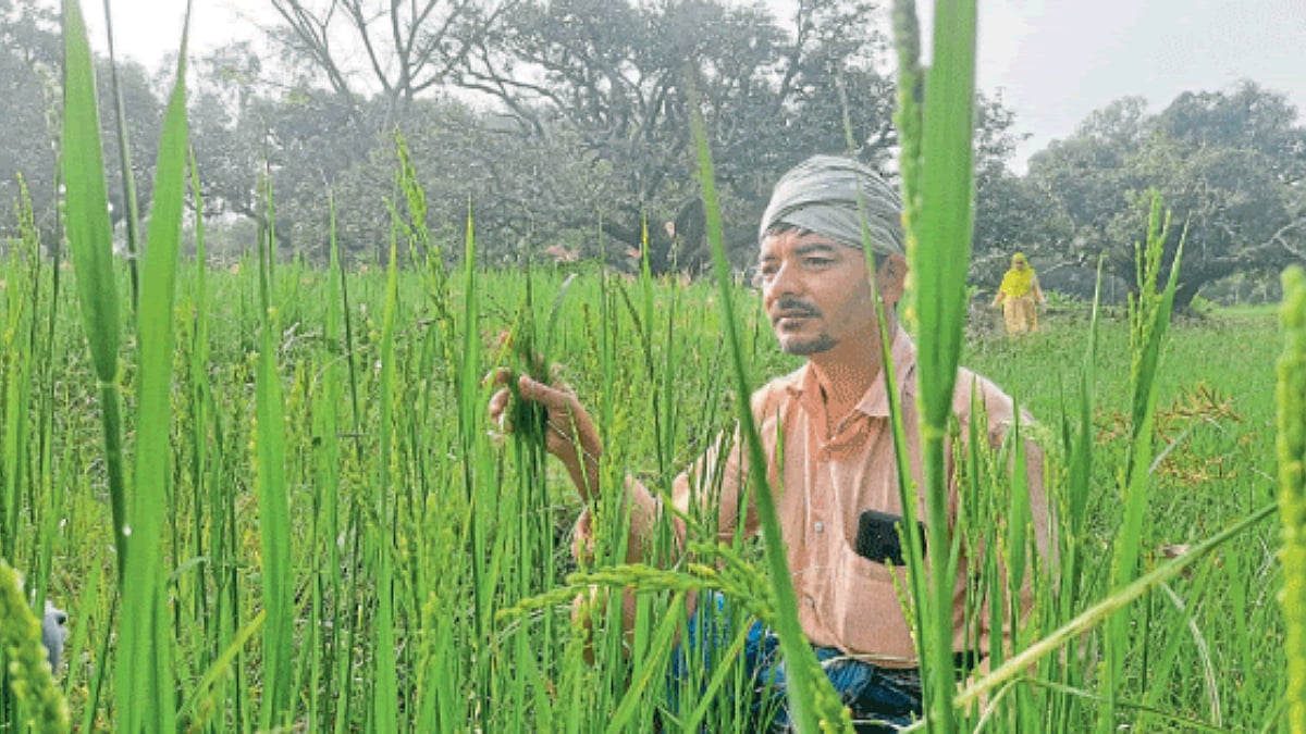 तेथे कर माझे जुळती... । Paddy Farming