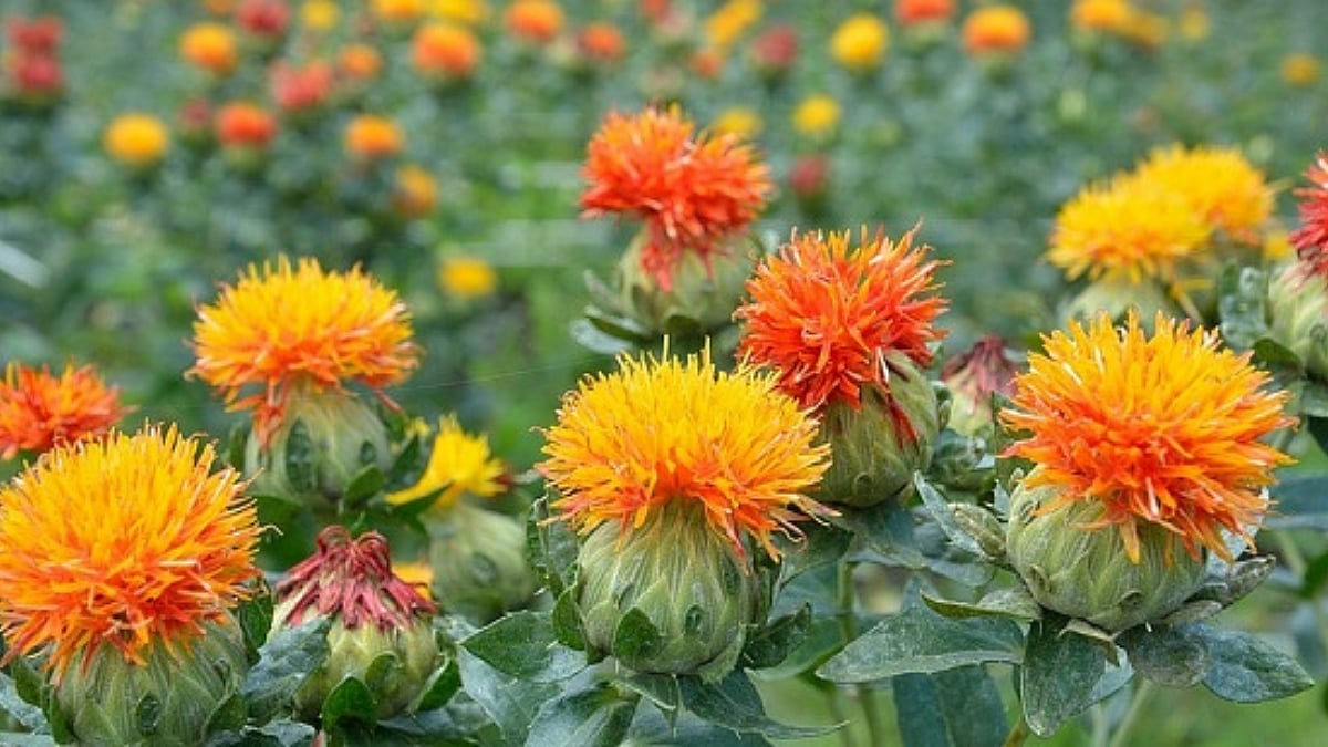Safflower Sowing । करडईचा दोन हजार हेक्टरवर पेरा। Safflower Sowing on