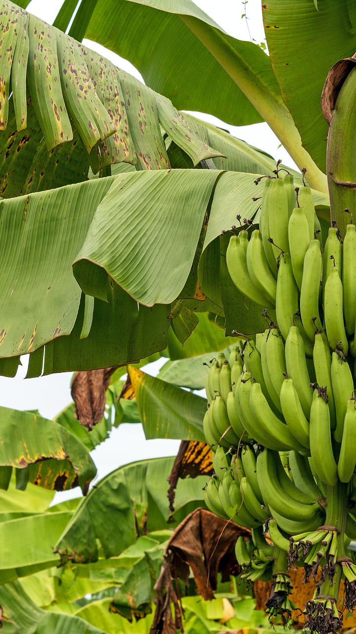 थंड वातावरणात केळी बागेला कसं जपाल?Banana Management
