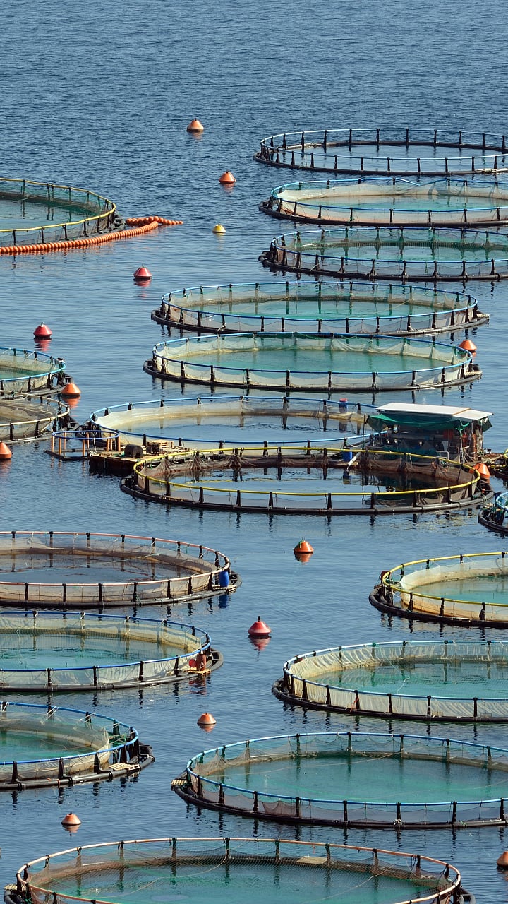बायोफ्लॉक आधुनिक मत्स्यपालनाचे तंत्रBioflock Modern Fisheries Techniques