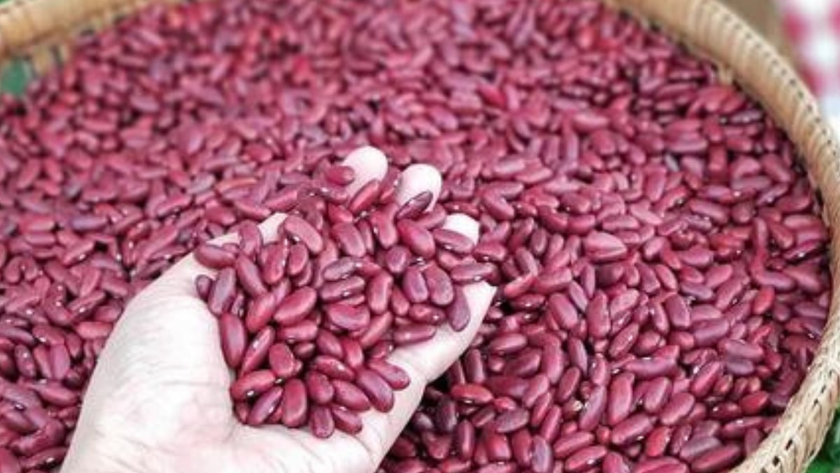 Structure Rajma Rajma Cultivation । राजमा पीक ठरतेय रब्बीत फायदेशीर पर्याय । Rajma crop ...