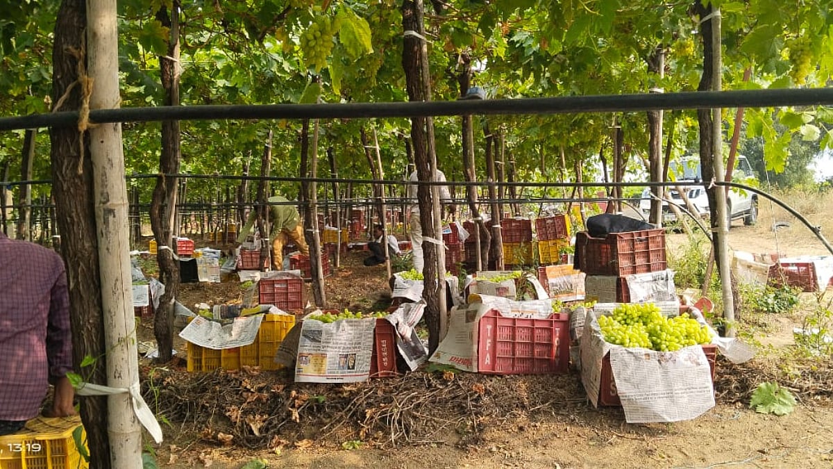 कडवंचीच्या काळ्या द्राक्षाला प्रति किलो १२१ रुपयांचा दर । Grape Rate
