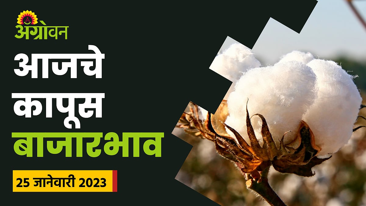 Cotton Rate Where And How Much Did 